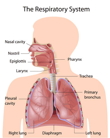 img-respiratory-system